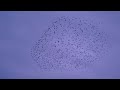 Der Schwarm | Vögel | 4K