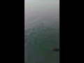 penampakan buaya di laut cilacap