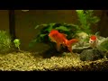 freshwater goldfish aquarium