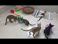 Funniest Cats And Dogs Videos 2024😁You Laugh You Lose 🐶