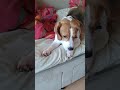 Good Boy Plays. Gone Wrong! [Hours Before Disaster. Drama Below!]