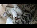 Snoring cat