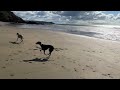 Taking two whippets to the beach | Whitsand Bay Cornwall