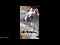 The CUTEST and MOST ADORABLE Pets on TIKTOK...