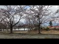 某湖畔の桜🌸こちら山形ようやく開花しました！