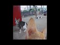 ❤️ Funniest Dogs and Cats 🙀 Funny Animal Moments 2024 ❤️😂