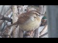 Carolina Wren Hiding from the Snow for a Minute