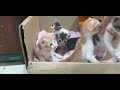 New Born Kittens and Doberman Living In harmony.
