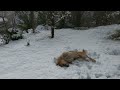 @ playing in snow beautifuldog# short video