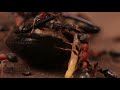 Tetraponera Rufonigra ANTS feeding on BEETLE (Indian ants)