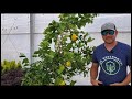 How to Repot a Meyer Lemon Tree |Plus Organic Care Tips|