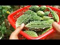 करेला कैसे लगाए|Karela kaise ugaye|Karela kaise lagaye|Karela lagane ka tarika|Karela ki kheti