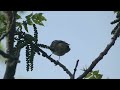 Bay-breasted Warbler Video: Birds of North America Video