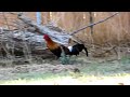 Kong's Southeast Asian Junglefowl