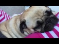 snoring pug