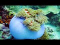 The Best 4K Aquarium 🐠 3 Hours of Beautiful Coral Reef Fish - Sleep Relax Meditation Music