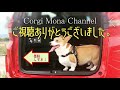 マイレージ消化で行く犬連れ旅in奄美大島①　Trip to AMAMI-Island, Kagoshima with corgi【コーギー犬モナ082】