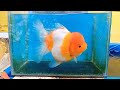 Jumbo Goldfish