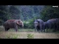 Elephant Soul: A Female Animal Among Wild Elephants