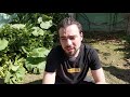 Upcoming videos and Home Grown Pumpkin
