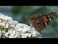 Morning Motivation | Inspirational Music | Bees & Butterflies | Beautiful Flowers | Waterfalls |