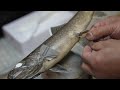 The process of taxidermy of fish. A Japanese taxidermist who has been taxidermy of fish for 27 years