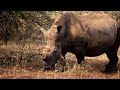 Desvelando los misterios de hipopótamos y rinocerontes - Gigantes de la naturaleza