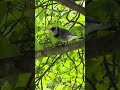 Blue Jays - smart birds  #naturevideo #wildlife #birds #backyardbirding #healingvibes #garden