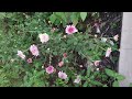 செவ்வந்திப்பூ செடி வளர்ப்பு | Sevvanthi Collections | Chrysanthemum #samanthi   #gardentour #garden