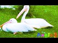 Wild Animal Sounds In Nature Cow, Horse, Dog, Elephant, Rooster,  Hen, Duck,...  Animal Moments#14