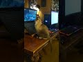 GRACIE CAT RAPT BY BIRD VIDEO