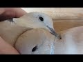 Doves cooing