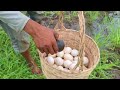 Pav Pav Farmer ! Man picks eggs in the grass by the roadside