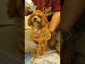 🤔😬Primer Corte de Pelo para Ángelus. 🐕🐕🐕🙃🙃🙃🥰🥰