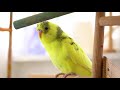 3 Hour Sounds for Lonely Budgies | Budgie singing flock