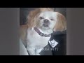 🐈 Best Cats and Dogs Videos 🤣🐱 Best Funny Video Compilation 🐕