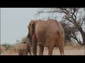 Amazing Scene of Wild Animals In 4K - Scenic Relaxation Film @ScenicScenes