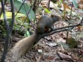 Hong Kong Park_Sparrows and Squirrels 香港公園_麻雀與松鼠