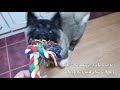 Life with an American Akita puppy! Our daily routine with a 10 weeks old Akita