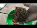How To Grow Oleander Plant From Cuttings | In This Way Will Never Fail | @gardening4u11