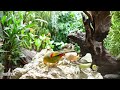 Peaceful ambiance created by soothing bird sounds 🦜 Bird video for cats to watch 1 Hour