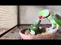 Baby parrots Natural feed & Sound ( Raw Parrots)