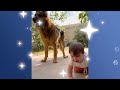Huge German Shepherd Becomes Nanny for His Baby Brother | Cuddle Buddies