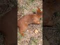 Polish squirrel 2