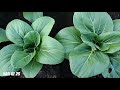 cara menanam sawi sendok dari semai sampai panen || how to plant spoon cabbage from semai to harvest