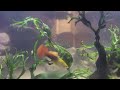 red claw crab shreds anubias leaf (+ general aquarium shenanigans)