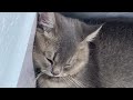 Funniest Cats And Dogs Videos 2024😽You Laugh You Lose 🐶