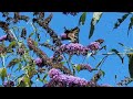 A RELAXING VIDEO OF YELLOW SWALLOWTAIL BUTTERFLY AT MY PINK FLOWERS