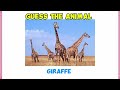 Animal Trivia Challenge: Guess The Animal And Learn Fun Facts!
