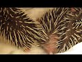 Baby egels en geluid. Sound of a baby hedgehog